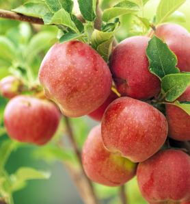 Identifican gen clave en la tolerancia a la salinidad en el cultivo del manzano