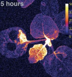 Plantas que brillan reflejan el estrés vegetal en tiempo real