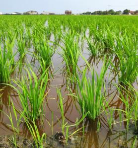 Tolerancia a la alcalinidad en arroz mejora con edición genética