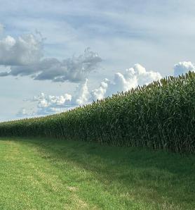 Sorgo forrajero gigante: una nueva variedad llega con alta productividad para el ganado