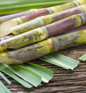 Caña de azúcar mejorada con mayor tolerancia a herbicida