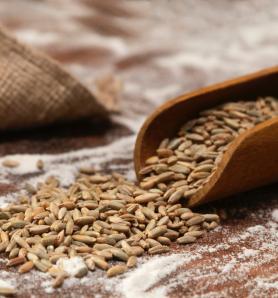 Cebada editada aprobada para comercializarse en Reino Unido