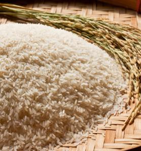Fertilización del arroz: descubren gen que permite mantener el rendimiento con menos nitrógeno
