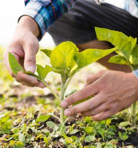 Seguridad de los transgénicos: Nigeria reafirma respaldo científico