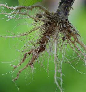 Raíces de las plantas mejoradas para aprovechar recursos del suelo