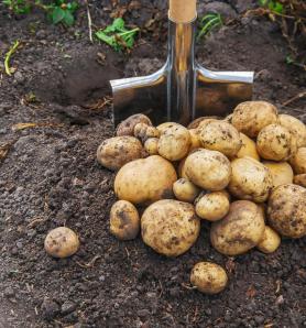 Papa resistente a enfermedades está en ensayos de campo en Europa