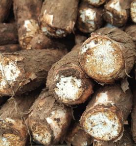 Científicos multiplican la semilla de yuca transgénica en Kenia
