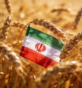 Cultivos transgénicos ahora tienen una creciente aceptación en Irán