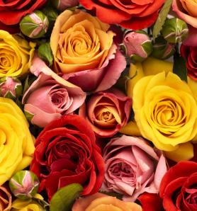 Pangenoma de la rosa revela cambios en su color, floración y resistencia
