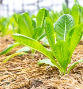 Estrés en las plantas dejó ver el "botón de pausa" que les ayuda a recuperarse