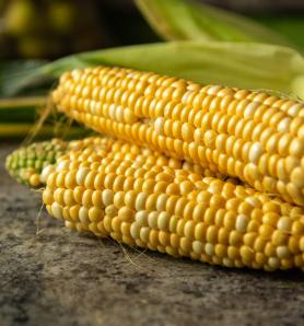 Diversidad genética del maíz permitió identificar un gen que aumenta la proteína en el grano