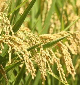 Arroz editado logró reducir casi a la mitad la absorción de cadmio