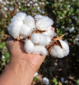 El crecimiento del algodón tiene un nuevo aliado clave