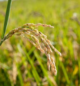 Un arroz que resiste al tizón bacteriano lograría defenderse con innovación agrícola