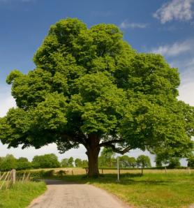 La biotecnología busca recuperar un árbol que casi desapareció en Estados Unidos