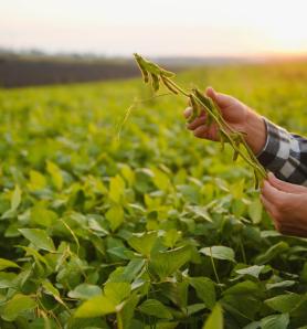Descubren cómo la soya trabaja para tolerar la sequía