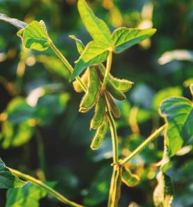 Soya transgénica con cinco proteínas Bt para mejor control de plagas