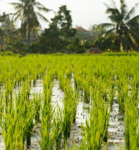 15 años de arroz Bt muestran un impacto mínimo sobre las bacterias del suelo