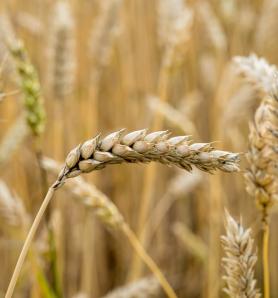 Australia solicitó comercialización de trigo transgénico con más hierro y zinc