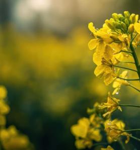 Australia evalúa la comercialización de una canola transgénica tolerante a dos herbicidas