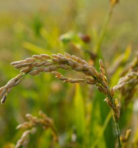 Una variante genética ayuda al arroz a enfrentar el tizón y la sequía al mismo tiempo