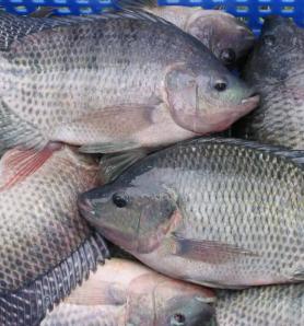 El virus de la tilapia puede multiplicarse por un gen y con CRISPR esto puede cambiar