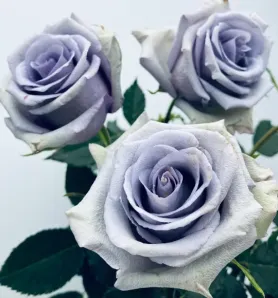 Una rosa azul genéticamente modificada logra un tono más intenso