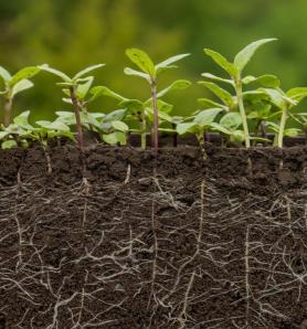 Descubren cómo una bacteria ayuda a las raíces de las plantas a enfrentar la sequía