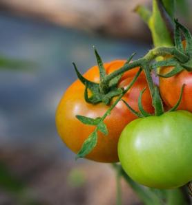 Un tomate con vitamina D editado se acerca al mercado en Inglaterra