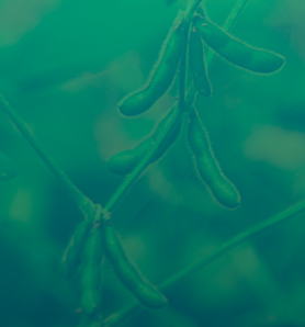 soya