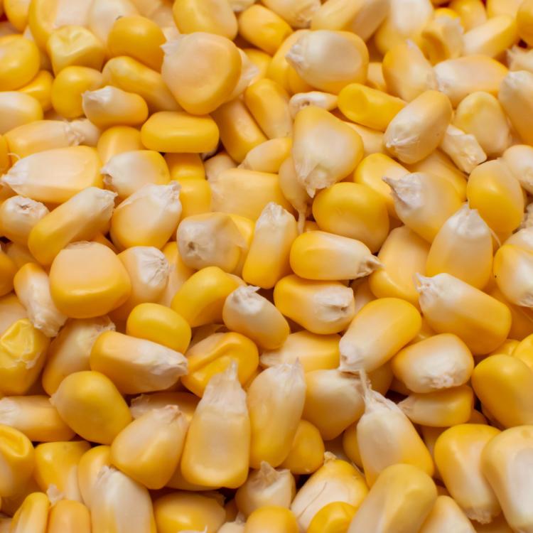 Granos de maíz.