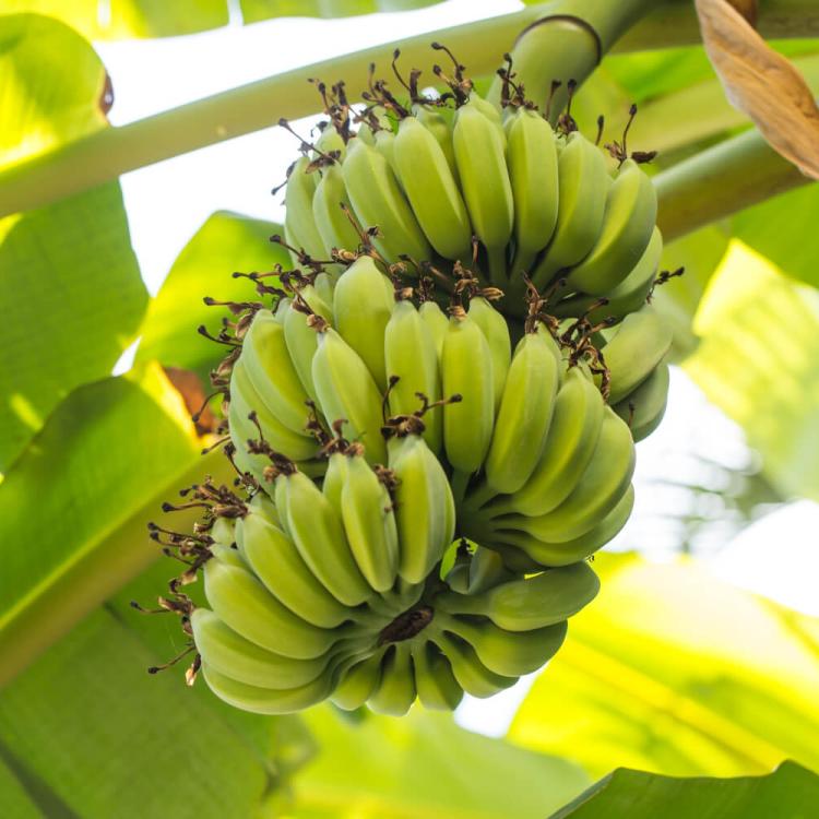 banano genéticamente modificado