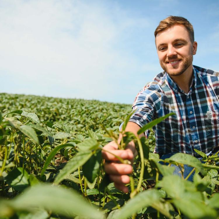 qué es un cultivo genéticamente modificado