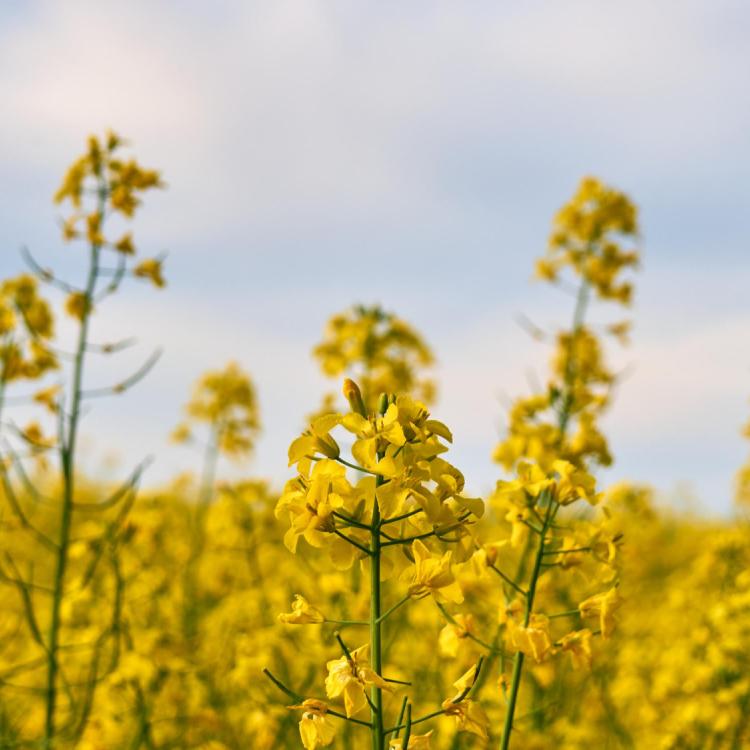 canola transgénica, transgénicos en colombia, colombia transgénicos