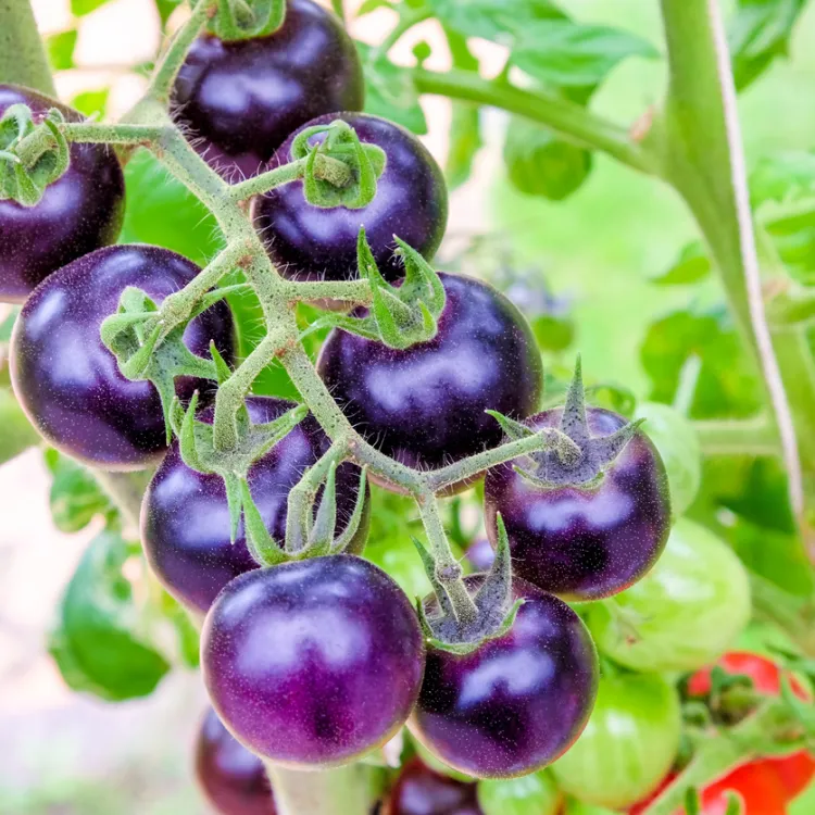 tomate morado transgénico