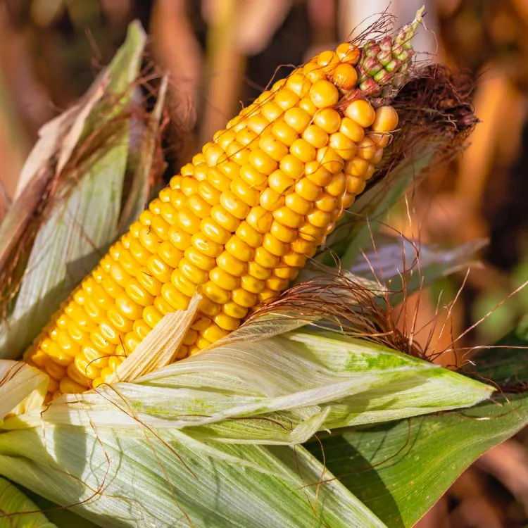 Maíz resistente a insectos