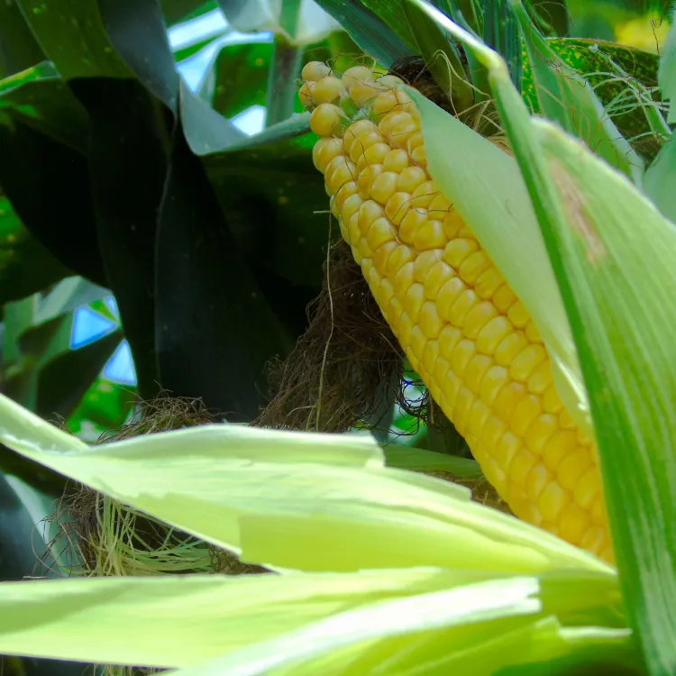 Campo de cultivo de maíz transgénico en Colombia durante la cosecha récord