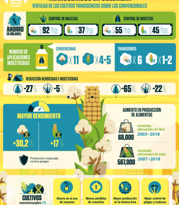 infografia de cultivos GM vs convencional