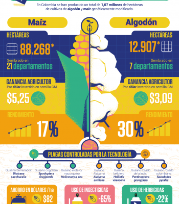 Infografia maiz vs algodon