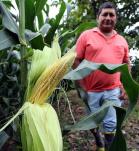 Hombre en un cultivo de maíz