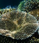 Corales