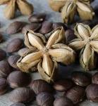 semilla