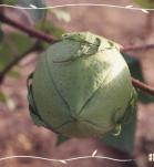 Cultivo transgenico de Algodon