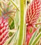 Piña rosada