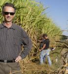 Hombre en un cultivo de caña de azucar