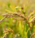 Cultivo de Arroz