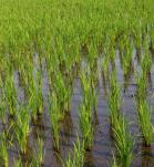Campo de cultivo de Arroz