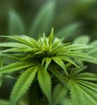 Planta de Cannabis