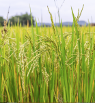 cultivo arroz