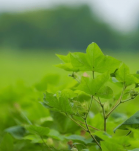 Cultivo transgenico